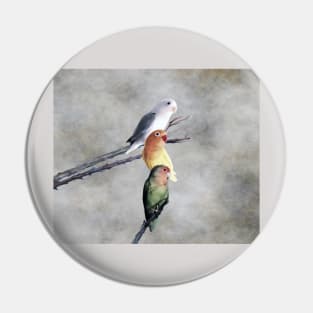 Lovebirds are beautiful birds Pin