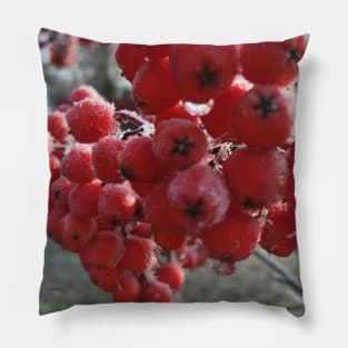 Mountain Ash Berries a Cold  and Frosty November Morning Pillow