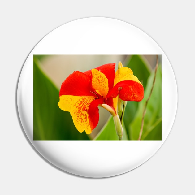 cli Daffodil Pin by pcfyi