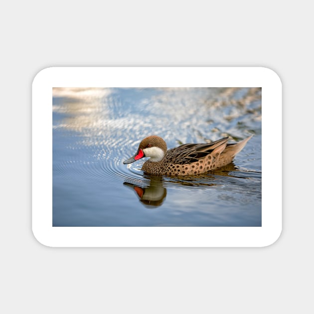 White-cheeked Pintail Magnet by Eunice1