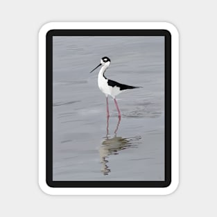 The Black Necked Stilt Bird Magnet