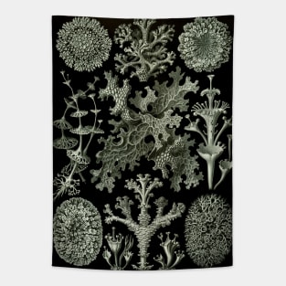 Lichen by Ernst Haeckel Tapestry