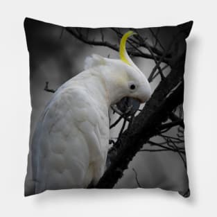 Sulphur-crested Cockatoo_3798A Pillow