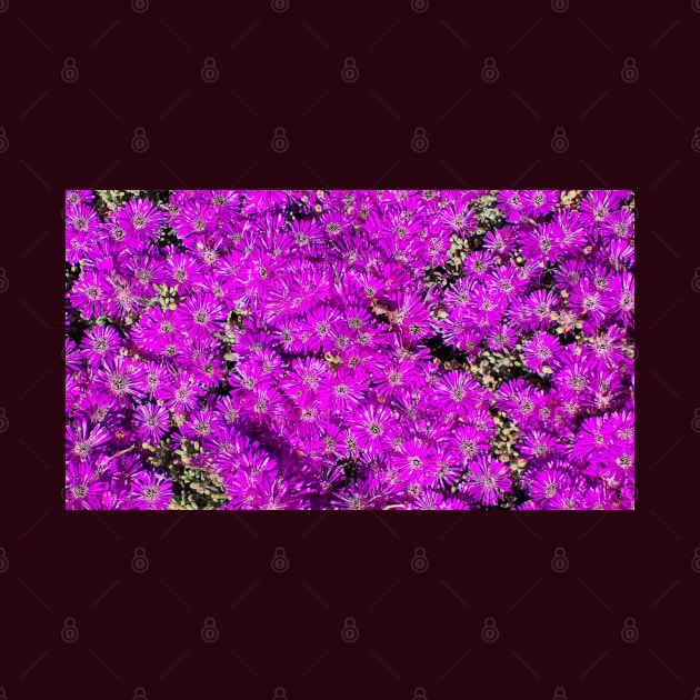 Pink Flower Bed Photography My by ShubShank