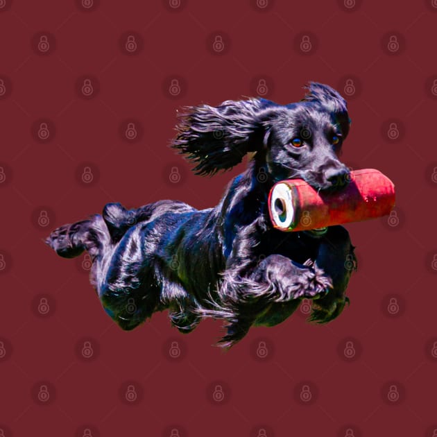 Flying Cocker Spaniel by dalyndigaital2@gmail.com