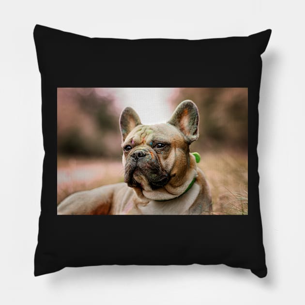 French bulldog with holi powder in the grass Pillow by M-Hutterer