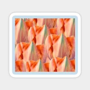 Tulipa  'Orange Princess'   AGM   Double Late Tulip Magnet