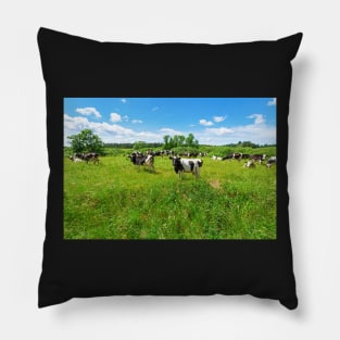 A herd of Holstein Friesian cows grazing on a pasture under blue cloudy sky Pillow