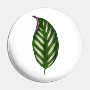 Maranta Porteana Leaf Illustration Isolated Pin