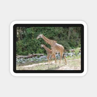 Mama and baby giraffes Magnet