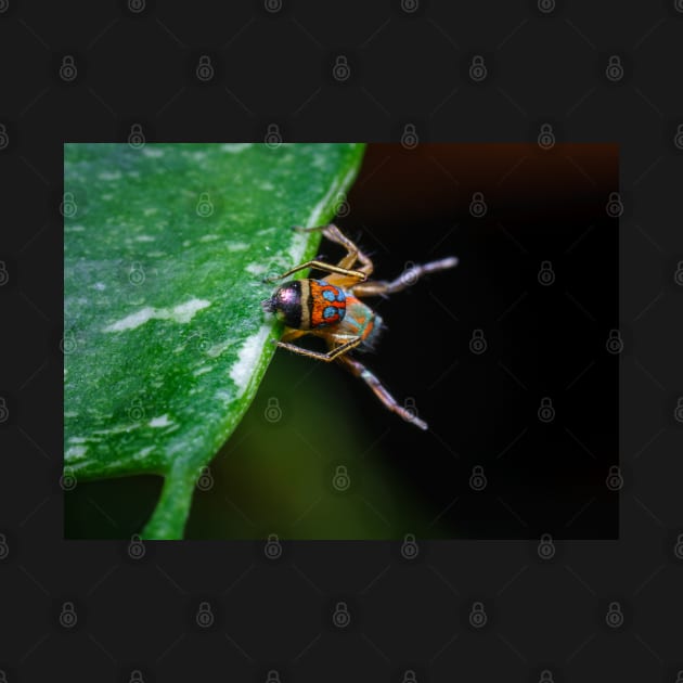 A gorgeous metallic jumper (Siler semiglaucus) showing its colourful abdomen from a Monstera Thai constellation!! It's also know as colorful jumping spider and jade jumping spider by AvonPerception