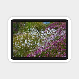 Moorland Cotton grass (Eriophorum) Magnet