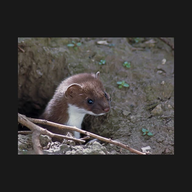 Stoat in the Hole by GrahamCSmith