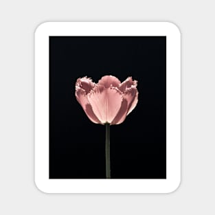 Pale Tulip In Sunlight 2 Magnet