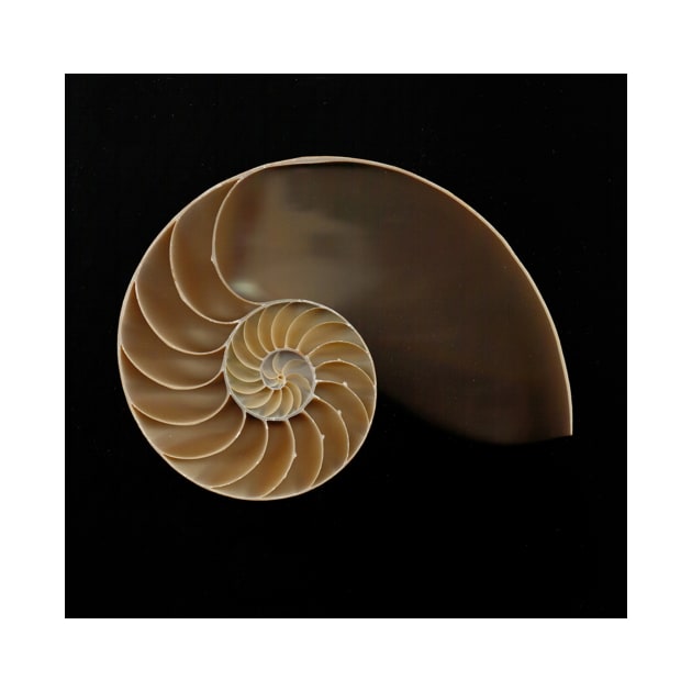 Chambered nautilus shell bisected by joesaladino