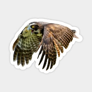 Spectacled owl in flight Magnet