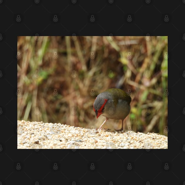 Red-browed Finch at Norton Summit eating by claire-l-page