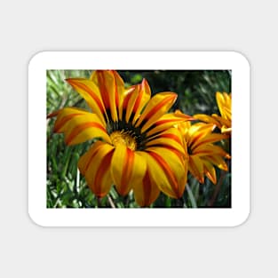 Gazania 10 Magnet