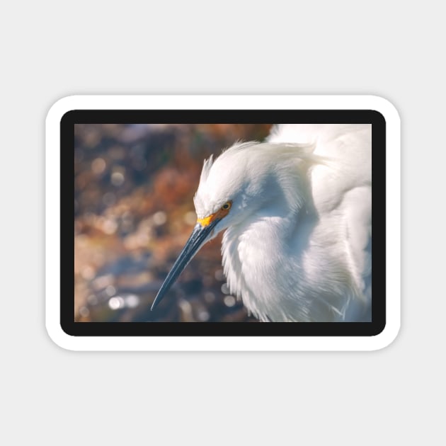 Egret Portrait Magnet by jvnimages