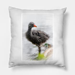 Dusky Moorhen Chick Pillow