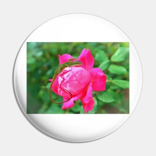 Baby Anole On Pink Rose Pin