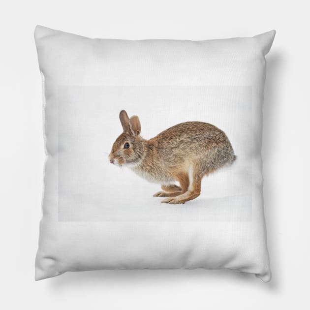Eastern Cottontail rabbit Pillow by Jim Cumming