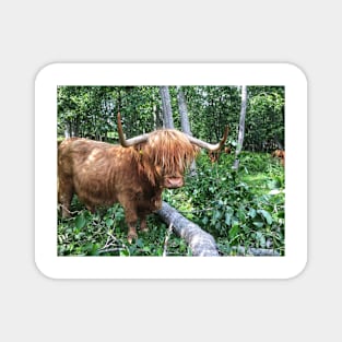 Scottish Highland Cattle Cow 2042 Magnet