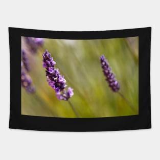 Lavender on a summer day Tapestry