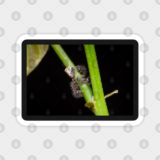 Unique and organic photo of a swarm of ants tending a treehopper Magnet by AvonPerception