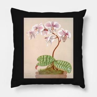 Phalaenopsis schilleriana - botanical illustration Pillow