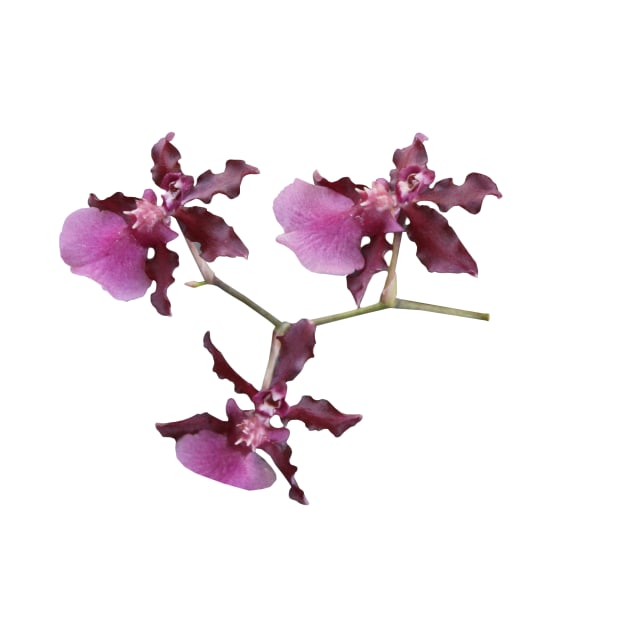 Orchid Cluster by MRB Makes