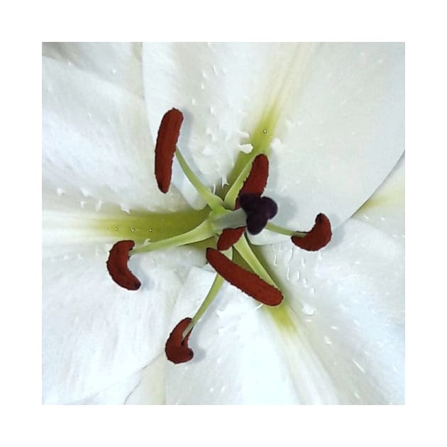 Stamen of a lily by robelf