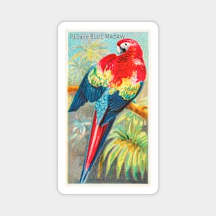 Macaw Magnet
