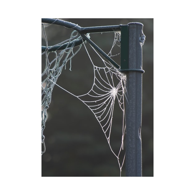 Frosty cobweb by GrahamPrentice