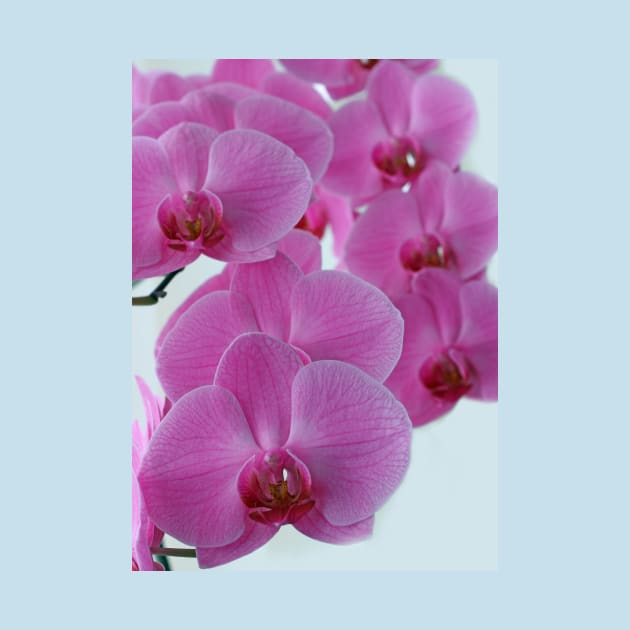 Pink Orchid Flower by pinkal