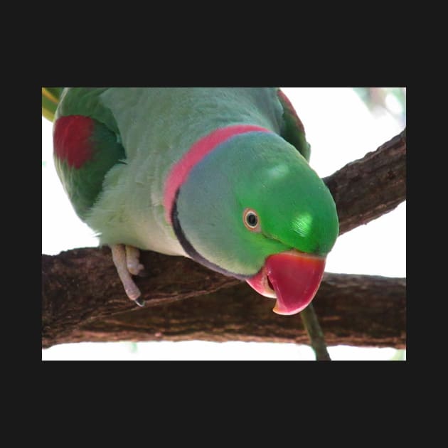 Rose-ringed Parakeet by Steves-Pics