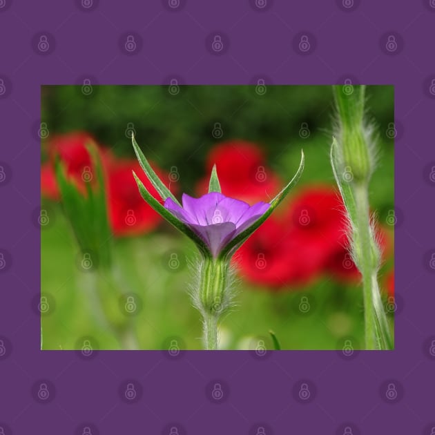 Corncockle in the Poppies by AH64D