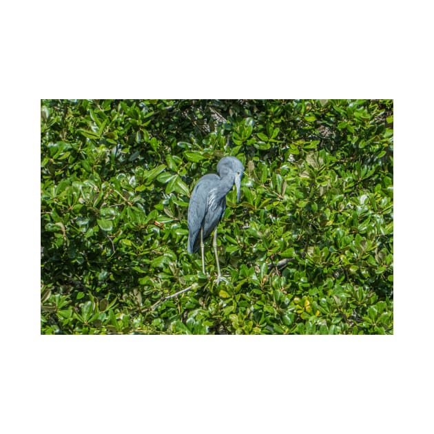 Little Blue Heron by KensLensDesigns