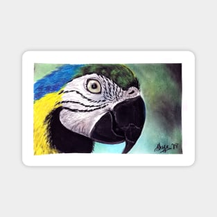 Macaw Magnet