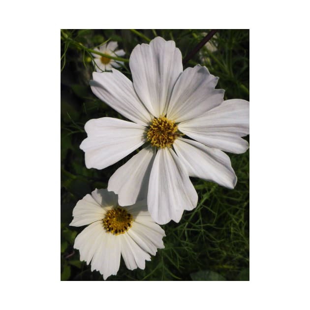 White Cosmos Flowers by PictureNZ