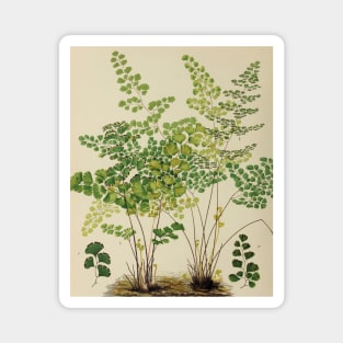 Maidenhair Ferns Magnet