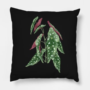 Begonia maculata plant | Polka dot plant Pillow