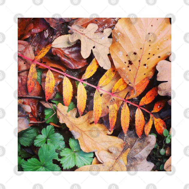 Autumnal leaf collection 1 by Jonesyinc