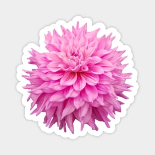 Pink Ball Dahlia Flower Magnet