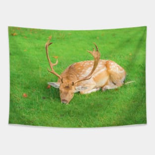 Sleeping Fallow Deer Tapestry