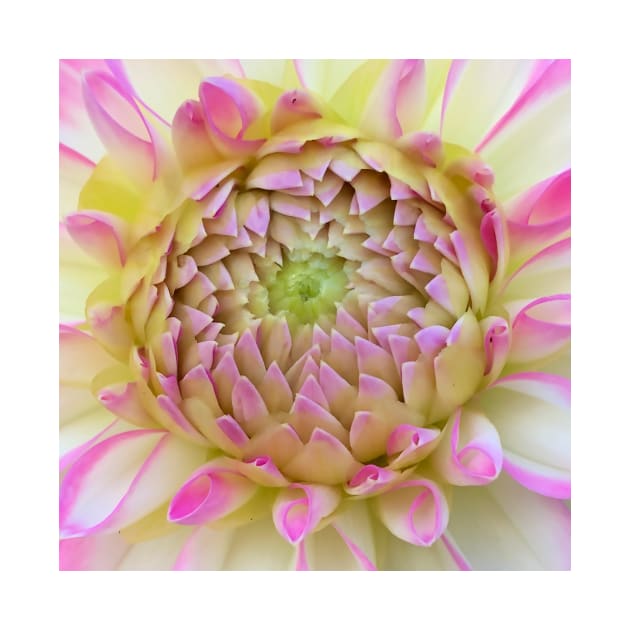 Macro Bright Pink, Yellow And White Dahlia Bloom by KirtTisdale