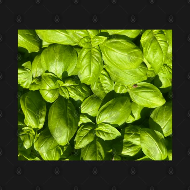 Basil for You! by Photomersion