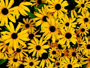 Field of Black-Eyed Susans Magnet