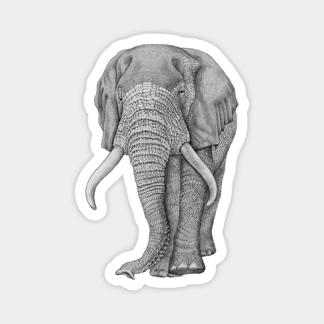 African elephant Magnet by Tim Jeffs Art