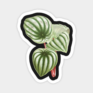 Watermelon Peperomia - Botanical Illustration Magnet